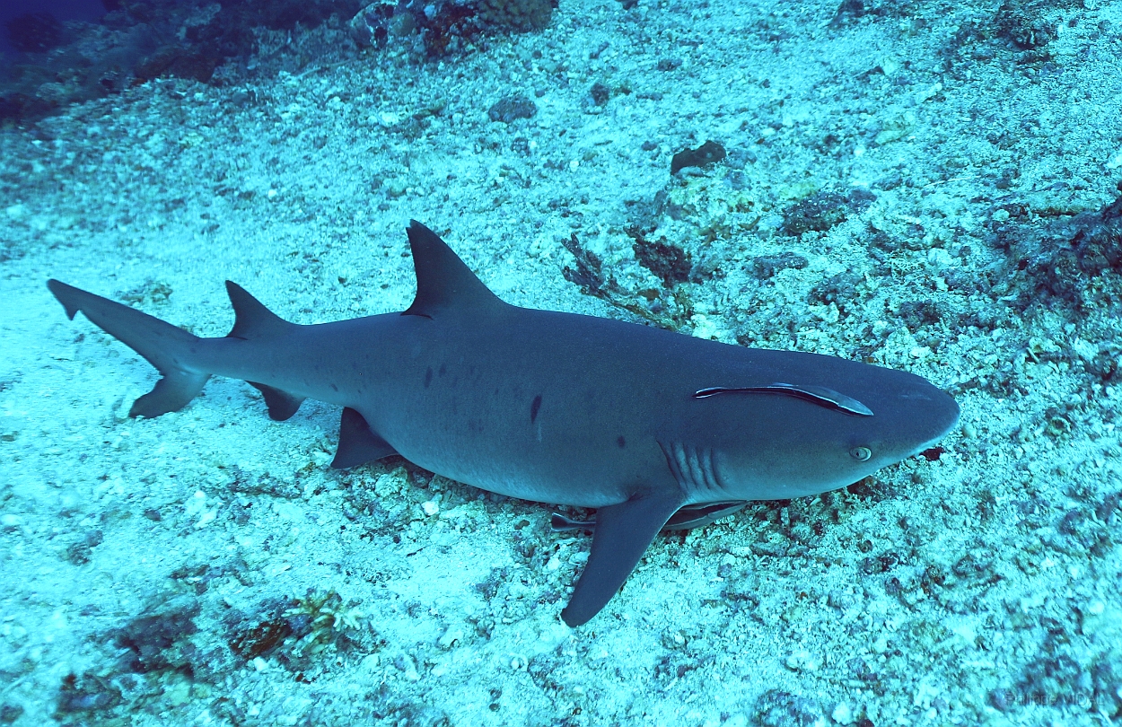 Sipadan_2015_Requin corail ou Aileron blanc du lagon_Triaenodon obesus_IMG_2019_rc.jpg